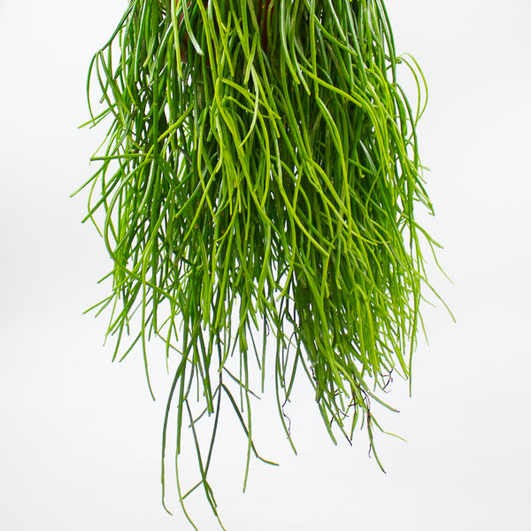 Rhipsalis Kirbergii 20cm H60cm