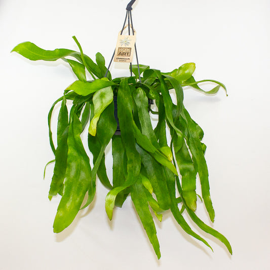 Epiphyllum Pumilum 14cm H40cm