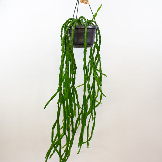 Rhipsalis paradoxa 14cm H50cm