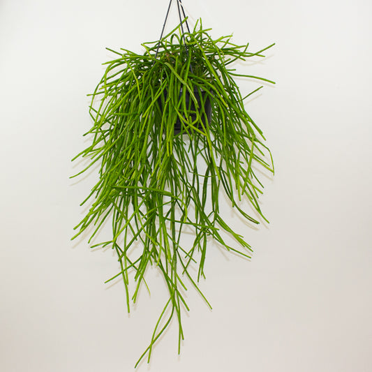 Rhipsalis Kirbergii 14cm H35cm