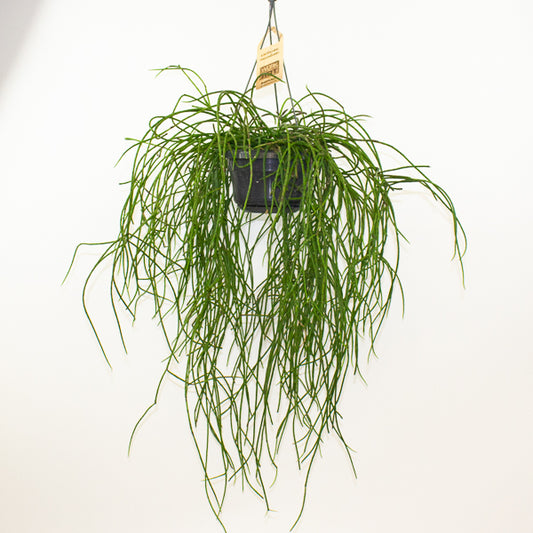 Rhipsalis Puniceodiscus 14cm H50cm