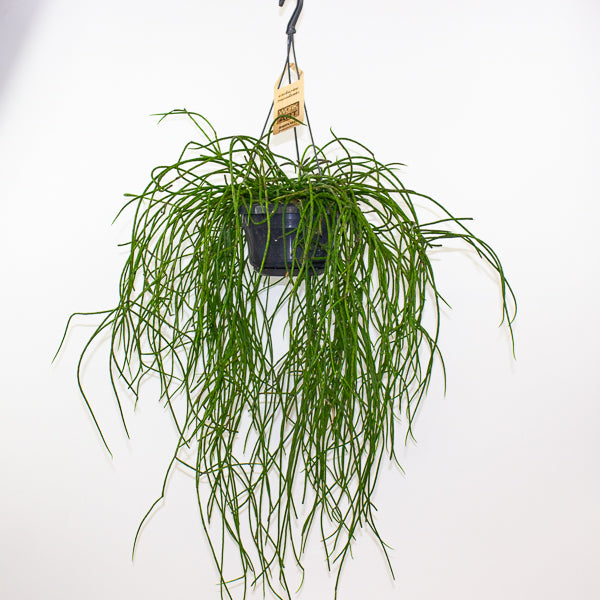 Rhipsalis Puniceodiscus 14cm H50cm