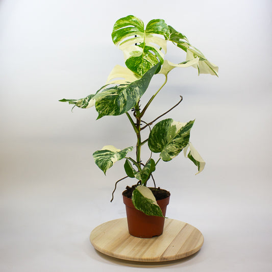 Monstera Deliciosa Variegata 17cm H50cm
