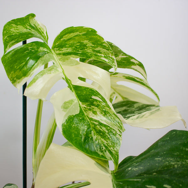 Monstera Deliciosa Variegata 17cm H50cm