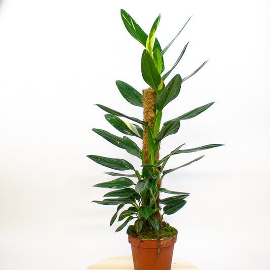 Monstera Standleyana variegata 17cm H70cm