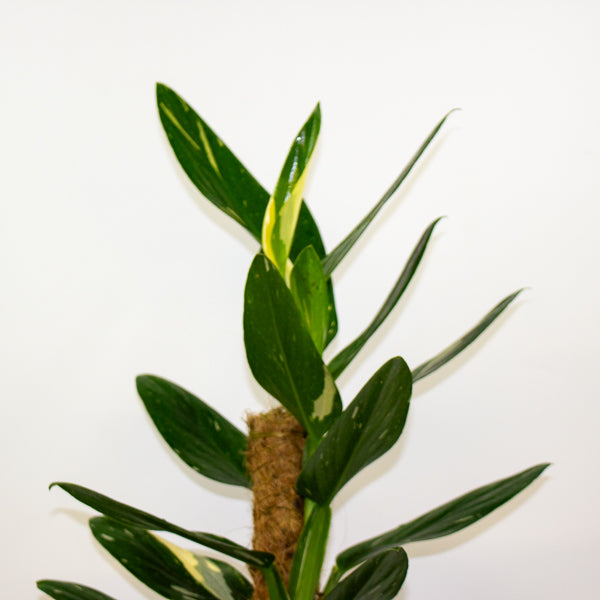 Monstera Standleyana variegata 17cm H70cm