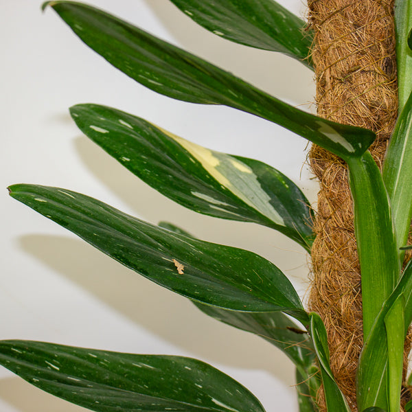 Monstera Standleyana variegata 17cm H70cm