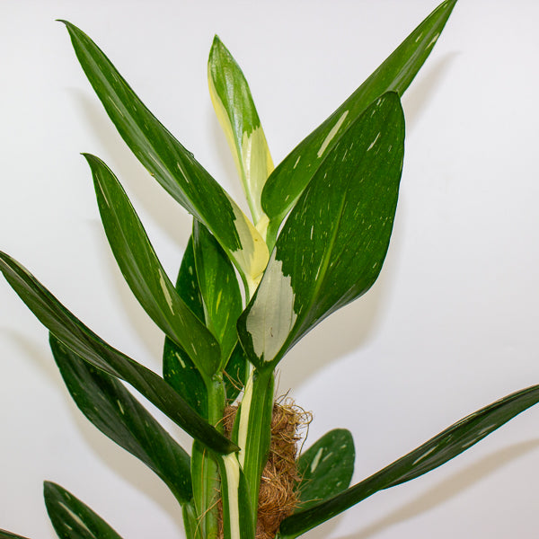 Monstera Standleyana variegata 17cm H70cm