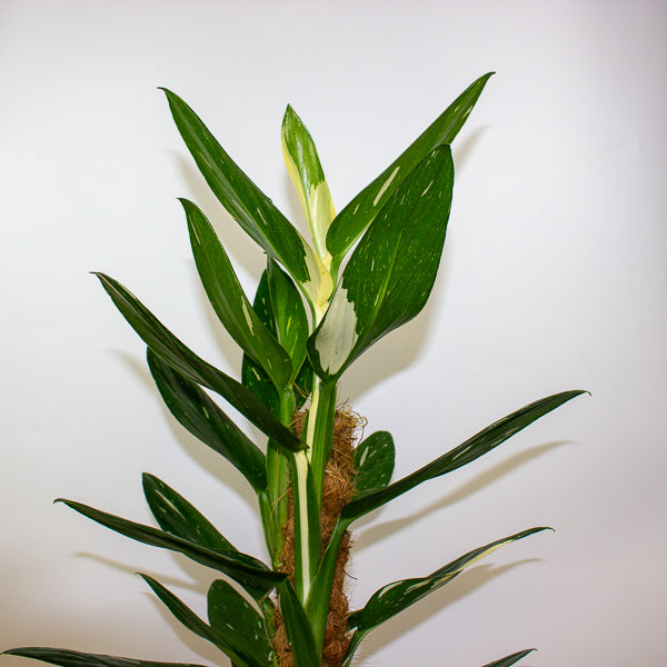 Monstera Standleyana variegata 17cm H70cm