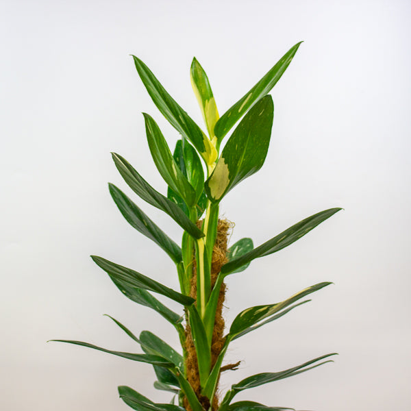 Monstera Standleyana variegata 17cm H70cm