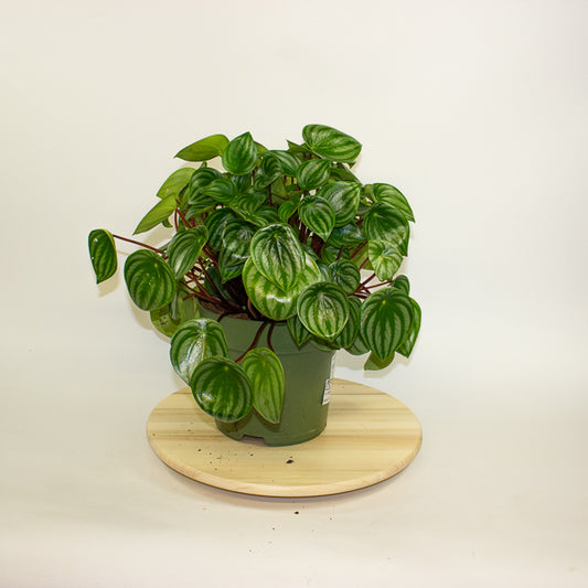 Peperomia argyreia 21cm H40cm