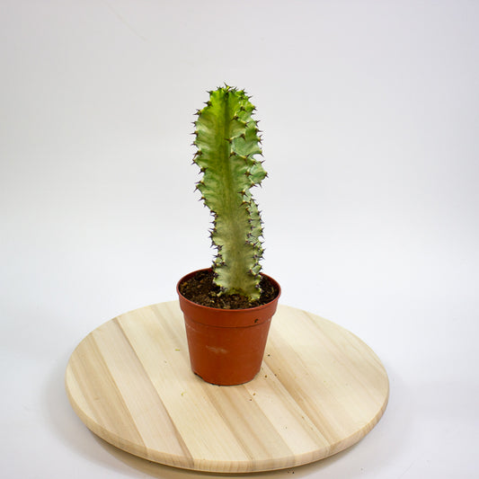 Euphorbia lactea 12cm H30cm