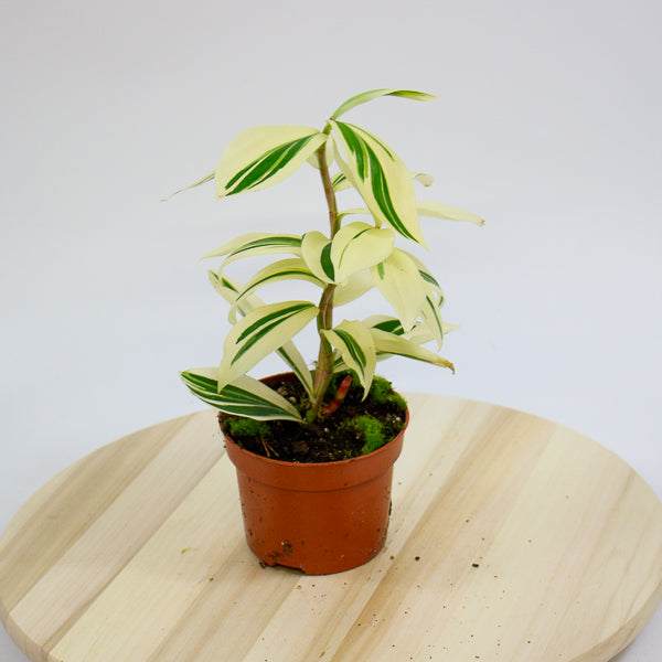 Costus Arabicus Variegata - Variegated Spiral Ginger 10.5cm H15cm