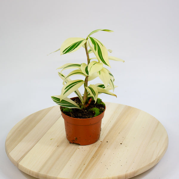 Costus Arabicus Variegata - Variegated Spiral Ginger 10.5cm H15cm
