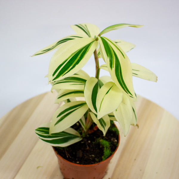 Costus Arabicus Variegata - Variegated Spiral Ginger 10.5cm H15cm