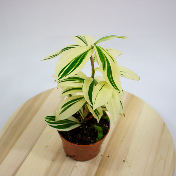 Costus Arabicus Variegata - Variegated Spiral Ginger 10.5cm H15cm