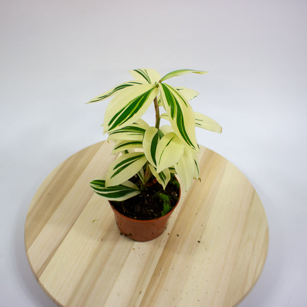 Costus Arabicus Variegata - Variegated Spiral Ginger 10.5cm H15cm