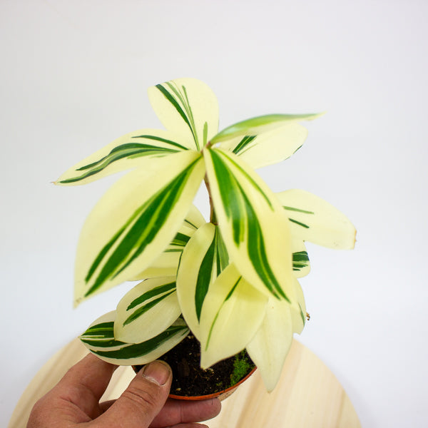Costus Arabicus Variegata - Variegated Spiral Ginger 10.5cm H15cm