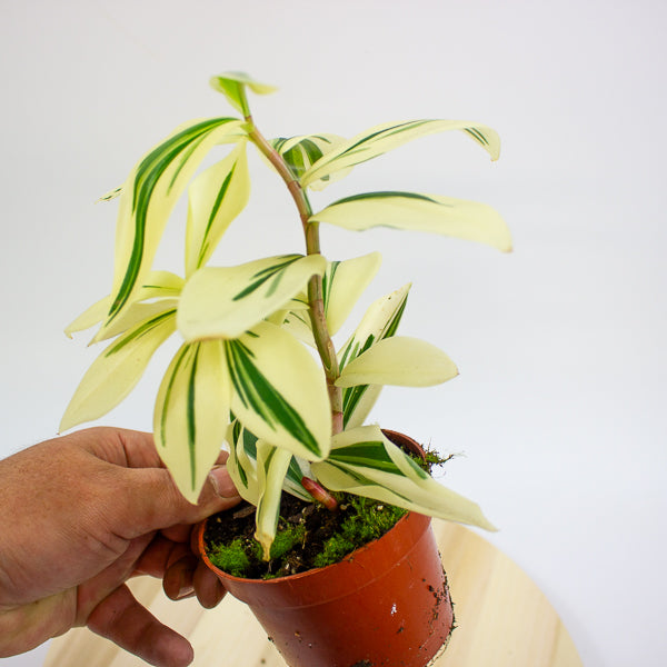 Costus Arabicus Variegata - Variegated Spiral Ginger 10.5cm H15cm