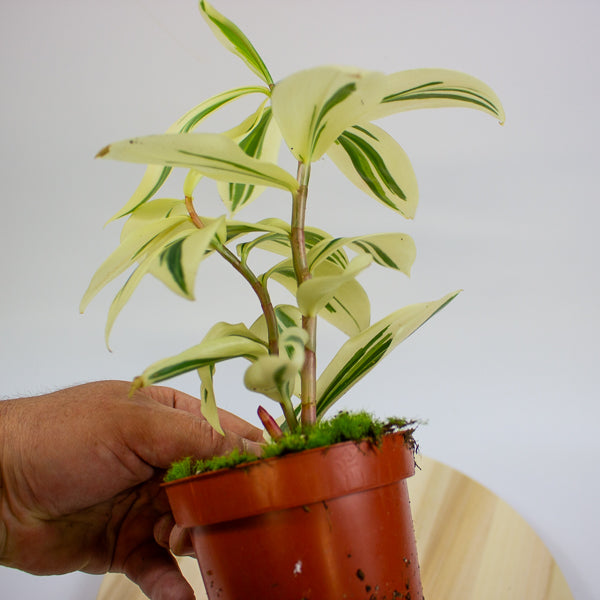 Costus Arabicus Variegata - Variegated Spiral Ginger 10.5cm H15cm
