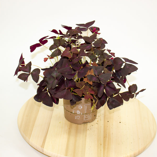 Oxalis triangularis 12cm H20cm