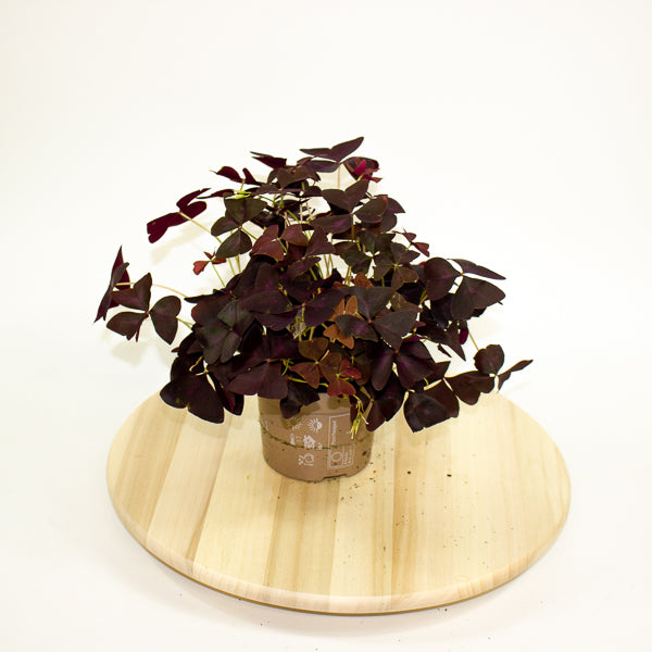 Oxalis triangularis 12cm H20cm