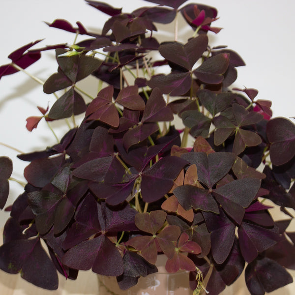 Oxalis triangularis 12cm H20cm