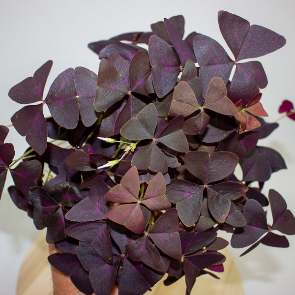 Oxalis triangularis 12cm H20cm