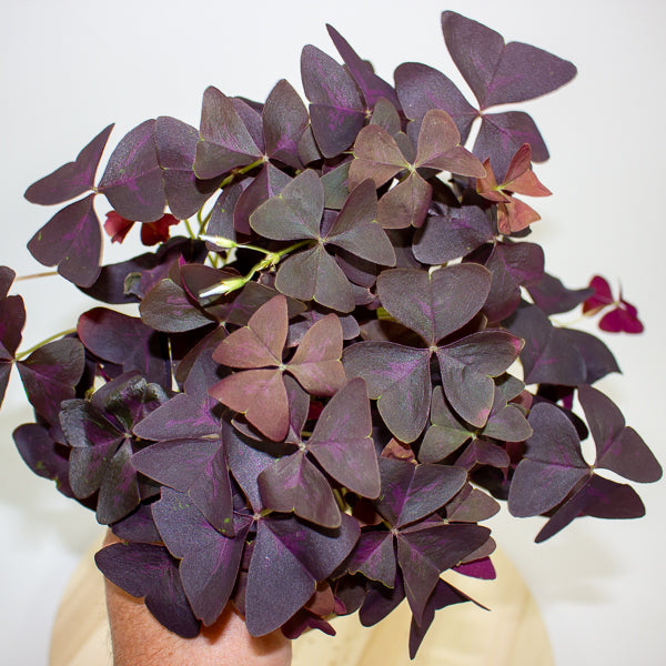 Oxalis triangularis 12cm H20cm