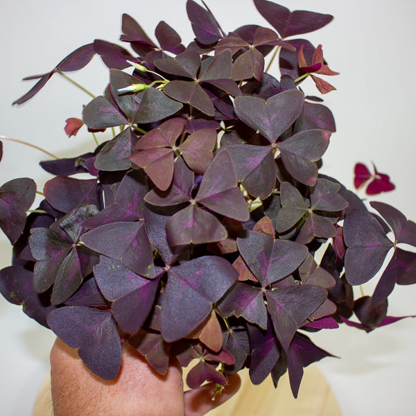 Oxalis triangularis 12cm H20cm