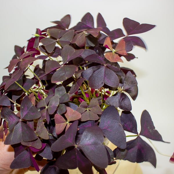 Oxalis triangularis 12cm H20cm
