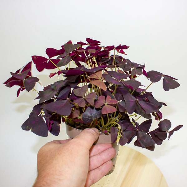 Oxalis triangularis 12cm H20cm