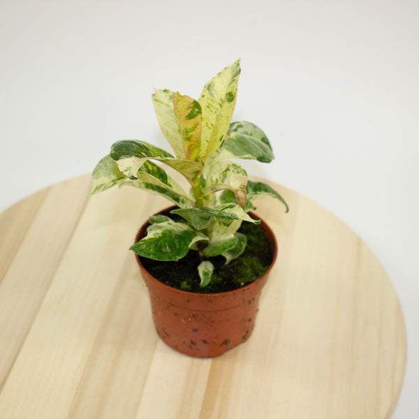 Ficus Shivereana Moonshine 9cm H20cm