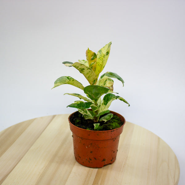 Ficus Shivereana Moonshine 9cm H20cm