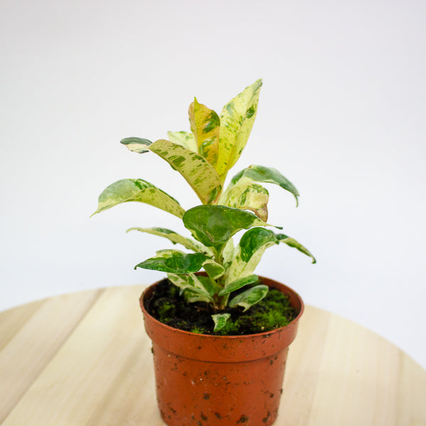 Ficus Shivereana Moonshine 9cm H20cm
