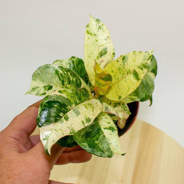 Ficus Shivereana Moonshine 9cm H20cm