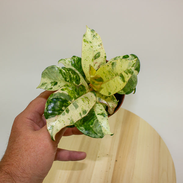 Ficus Shivereana Moonshine 9cm H20cm