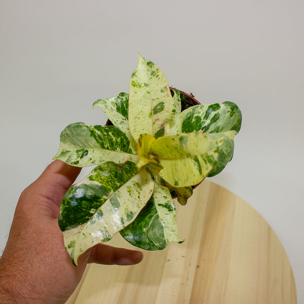 Ficus Shivereana Moonshine 9cm H20cm