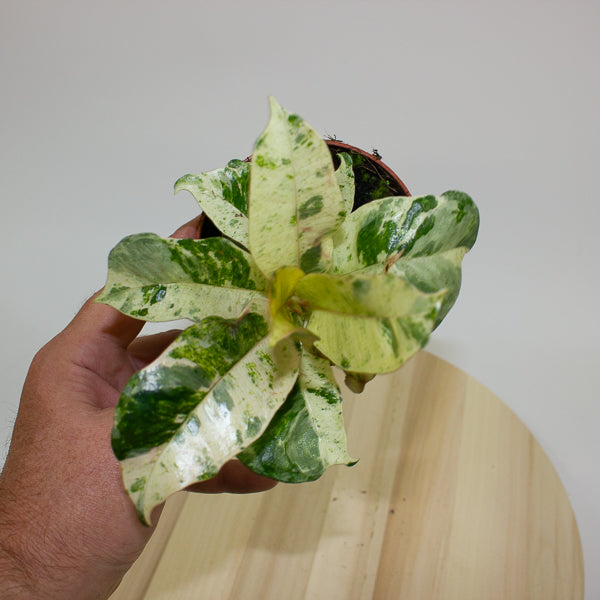 Ficus Shivereana Moonshine 9cm H20cm