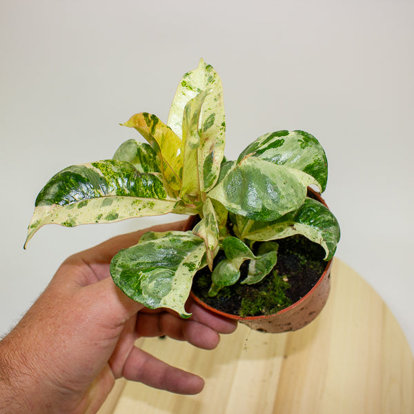 Ficus Shivereana Moonshine 9cm H20cm