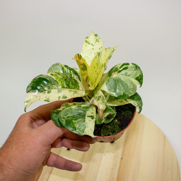 Ficus Shivereana Moonshine 9cm H20cm