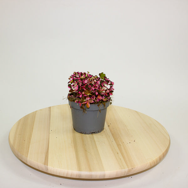 Oxalis Vulcan Pink 10cm H22cm