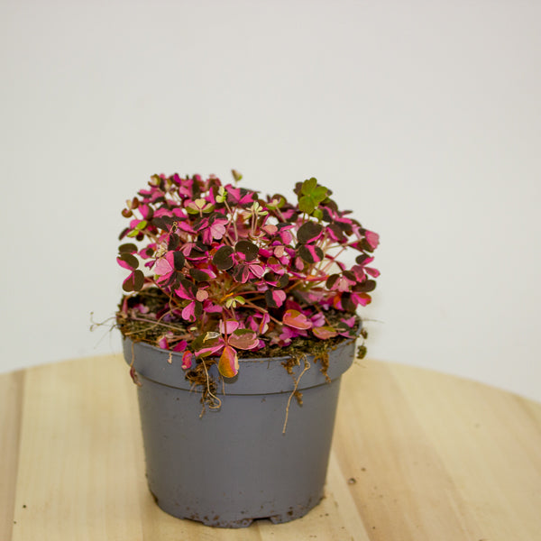 Oxalis Vulcan Pink 10cm H22cm