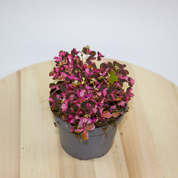 Oxalis Vulcan Pink 10cm H22cm