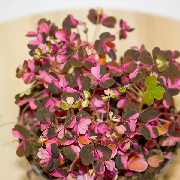 Oxalis Vulcan Pink 10cm H22cm