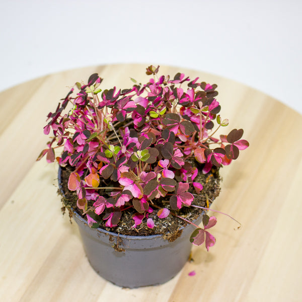 Oxalis Vulcan Pink 10cm H22cm