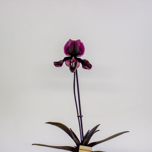 Paphiopedilum Black Jack 9cm H15cm