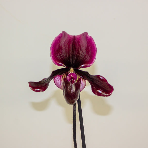 Paphiopedilum Black Jack 9cm H15cm
