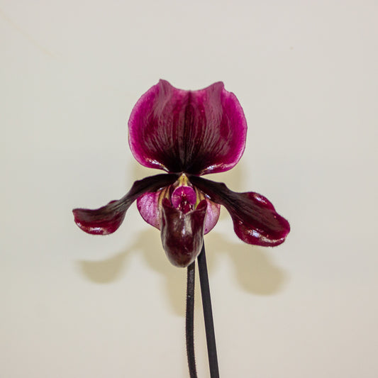 Paphiopedilum Black Jack 9cm H15cm