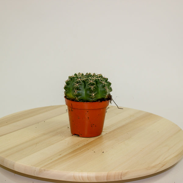 Gymnocalycium baldianum 8.5cm H12cm